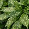 Gold Dust Aucuba (Japanese Laurel) - 1 Gallon Pot 1 Gold Dust Aucuba (Japanese Laurel) - 1 Gallon Pot -Trees And Plants Aucuba Gold Dust 16