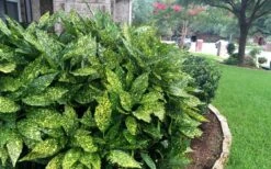 Gold Dust Aucuba (Japanese Laurel) - 1 Gallon Pot 13 Gold Dust Aucuba (Japanese Laurel) - 1 Gallon Pot -Trees And Plants Aucuba Gold Dust 18