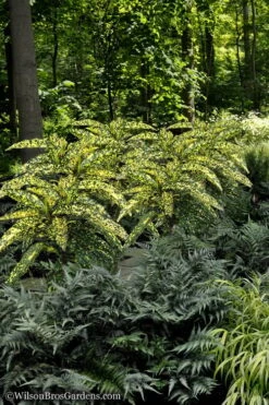 Hosoba Hoshifu Variegated Aucuba (Japanese Laurel) - 3 Gallon Pot -Trees And Plants Aucuba Hosoba Hoshifu