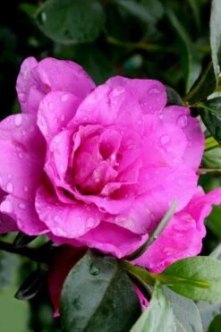 Amelia Rose Azalea - 3 Gallon Pot -Trees And Plants Azalea Amelia Rose 3