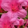 Chinzan Dwarf Azalea - 1 Gallon Pot -Trees And Plants Azalea Chinzan 21