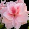 Autumn Belle Encore Azalea - 1 Gallon Pot