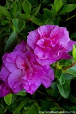 Autumn Majesty Encore Azalea - 3 Gallon Pot -Trees And Plants Azalea Encore Autumn Majesty 5