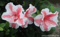 Autumn Starburst Encore Azalea - 1 Gallon Pot -Trees And Plants Azalea Encore Autumn Starburst 2