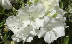 Girard's Pleasant White Azalea - 1 Gallon Pot 12 Girard's Pleasant White Azalea - 1 Gallon Pot -Trees And Plants Azalea Girards Pleasant White
