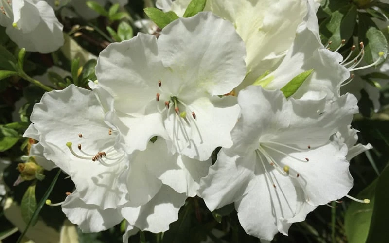 Girard's Pleasant White Azalea - 1 Gallon Pot 6 Girard's Pleasant White Azalea - 1 Gallon Pot - Image 4
