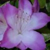 Nuccio's Voodoo Azalea - 6 Pack Of 1 Gallon Pots