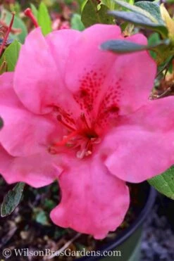 Pink Explosion Bloom 'N Again Azalea - 2 Gallon Pot -Trees And Plants Azalea Pink Explosion Bloom N Again 20