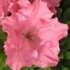 Gumpo Pink Dwarf Azalea - 2 Gallon Pot -Trees And Plants Azalea Pink Gumpo 500x750 1
