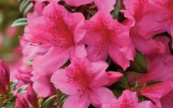 Pride Of Mobile Azalea - 1 Gallon Pot -Trees And Plants Azalea Pride of Mobile 15