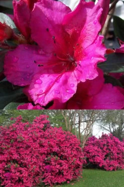 Red Formosa Azalea - 6 Pack Of 1 Gallon Pots -Trees And Plants Azalea Red Formosa 1 500x750 1