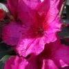 Red Formosa Azalea - 6 Pack Of 1 Gallon Pots -Trees And Plants Azalea Red Formosa 5