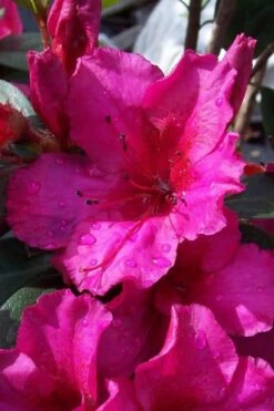 Red Formosa Azalea - 6 Pack Of 1 Gallon Pots