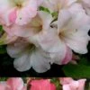 Sir Robert Dwarf Azalea - 3 Gallon Pot -Trees And Plants Azalea Sir Robert 3 500x750 1