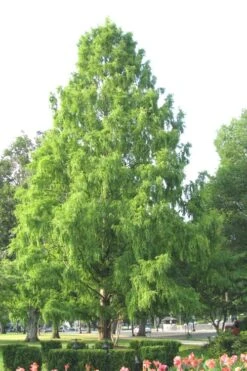 Bald Cypress Tree (Taxodium Distichum) - 3 Pack Of 1.5 Quart Pots -Trees And Plants Bald Cypress 3
