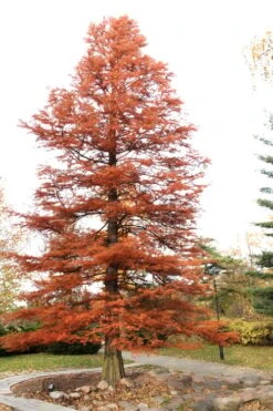 Bald Cypress Tree (Taxodium Distichum) - 3 Pack Of 1.5 Quart Pots -Trees And Plants Bald Cypress 4
