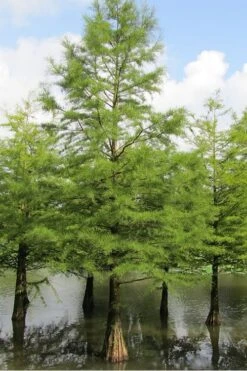 Bald Cypress Tree (Taxodium Distichum) - 3 Pack Of 1.5 Quart Pots -Trees And Plants Bald Cypress 5