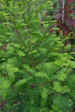 Bald Cypress Tree (Taxodium Distichum) - 3 Pack Of 1.5 Quart Pots -Trees And Plants Bald Cypress 8