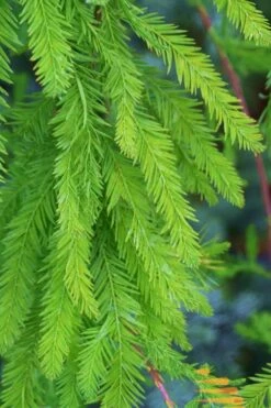 Bald Cypress Tree (Taxodium Distichum) - 3 Pack Of 1.5 Quart Pots -Trees And Plants Bald Cypress 9