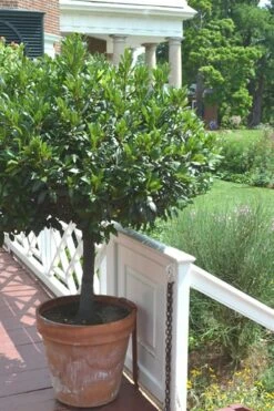 Bay Laurel (Sweet Bay) - Laurus Nobilis - 3 Gallon Pot -Trees And Plants Bay Laurel 10 1