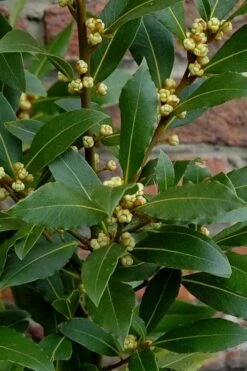 Bay Laurel (Sweet Bay) - Laurus Nobilis - 2 Gallon Pot -Trees And Plants Bay Laurel 2 3