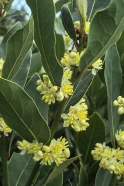Bay Laurel (Sweet Bay) - Laurus Nobilis - 2 Gallon Pot -Trees And Plants Bay Laurel 3 3