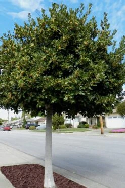 Bay Laurel (Sweet Bay) - Laurus Nobilis - 6 Pack Of 1 Gallon Pots -Trees And Plants Bay Laurel 5 2