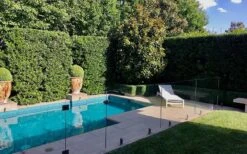 Bay Laurel (Sweet Bay) - Laurus Nobilis - 6 Pack Of 1 Gallon Pots -Trees And Plants Bay Laurel 7 2