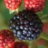Osage Thornless Blackberry - 6 Pack Of 1 Gallon Pots -Trees And Plants Blackberry Osage 1