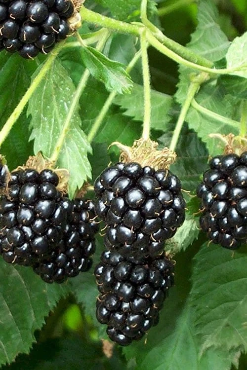 Triple Crown Thornless Blackberry Plant - 3 Gallon Pot 3 Triple Crown Thornless Blackberry Plant - 3 Gallon Pot