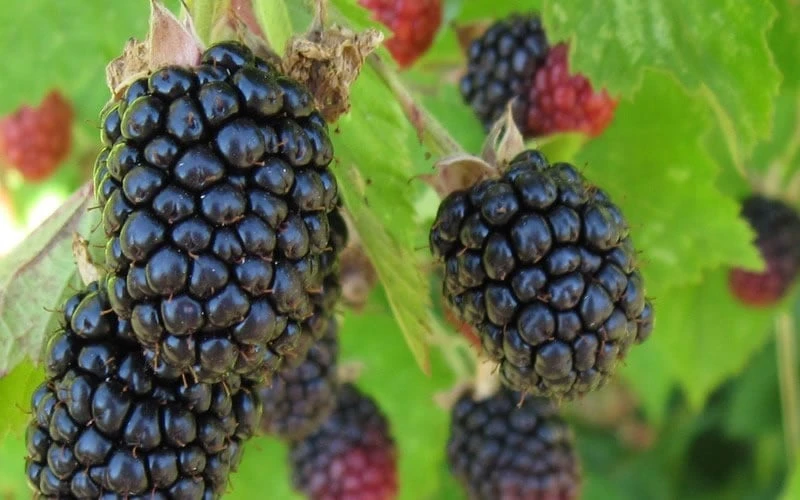 Triple Crown Thornless Blackberry Plant - 3 Gallon Pot 6 Triple Crown Thornless Blackberry Plant - 3 Gallon Pot - Image 4