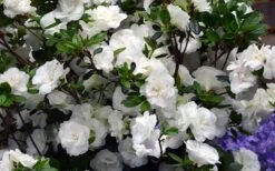 Snowball Bloom 'N Again Azalea - 2 Gallon Pot -Trees And Plants Bloom N Again Azalea Snowball