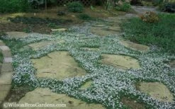 Blue Star Creeper (Laurentia Fluviatilis) - 6 Pack Of Pint Pots -Trees And Plants Blue Star Creeper 20