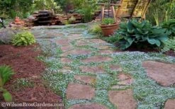 Blue Star Creeper (Laurentia Fluviatilis) - 3 Pack Of Quart Pots -Trees And Plants Blue Star Creeper 21 1