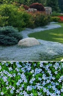 Blue Star Creeper (Laurentia Fluviatilis) - 6 Pack Of Pint Pots -Trees And Plants Blue Star Creeper 24