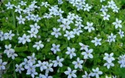 Blue Star Creeper (Laurentia Fluviatilis) - 6 Pack Of Pint Pots -Trees And Plants Blue Star Creeper Laurentia 1