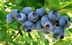 Misty Southern Highbush Blueberry - 3 Gallon Pot -Trees And Plants Blueberry Misty