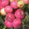Pink Lemonade Blueberry - 3 Gallon Pot -Trees And Plants Blueberry Pink Lemonade 8