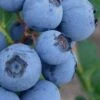Alice Blue Rabbiteye Blueberry - 1 Gallon Pot -Trees And Plants Blueberry Rabbiteye Alice 500x750 1