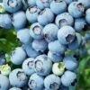 Austin Rabbiteye Blueberry - 1 Gallon Pot