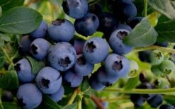 Baldwin Rabbiteye Blueberry - 1 Gallon Pot -Trees And Plants Blueberry Rabbiteye Baldwin 50