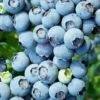 Brightwell Rabbiteye Blueberry - 7 Gallon Pot -Trees And Plants Blueberry Rabbiteye Brightwell 500x750 2