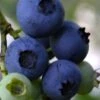 Baldwin Rabbiteye Blueberry - 1 Gallon Pot -Trees And Plants Blueberry Rbbiteye Baldwin 500x750 1