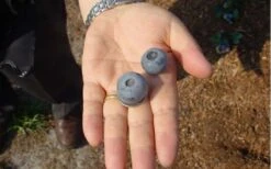 Titan Blueberry - 7 Gallon Pot -Trees And Plants Blueberry Titan