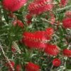 Scarlet Compacta Bottlebrush - Callistemon - 3 Gallon Pot -Trees And Plants Bottlebrush Scarlet Compacta 500x750 1