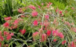 Semmes Cold Hardy Red Bottlebrush - Callistemon - 3 Gallon Pot -Trees And Plants Bottlebrush Woodlanders Hardy Red 17
