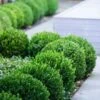 Baby Gem Boxwood - 6 Pack Of 1 Gallon Pots -Trees And Plants Boxwood Baby Gem 500x750 5
