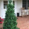 Dee Runk Columnar Boxwood - 1 Gallon Pot -Trees And Plants Boxwood Dee Runk 1 500x750 2