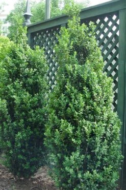 Dee Runk Columnar Boxwood - 3 Gallon Pot -Trees And Plants Boxwood Dee Runk 2 500x750 1