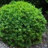 Dwarf English Boxwood - 1 Gallon Pot -Trees And Plants Boxwood Dwarf English 1 1